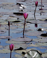 Lotus plant in moat at Banteay Srei Temple