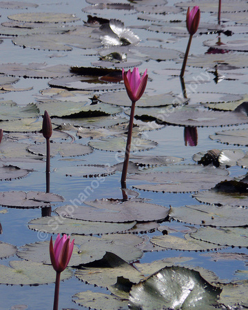 Lotus plant in moat at Banteay Srei Temple
