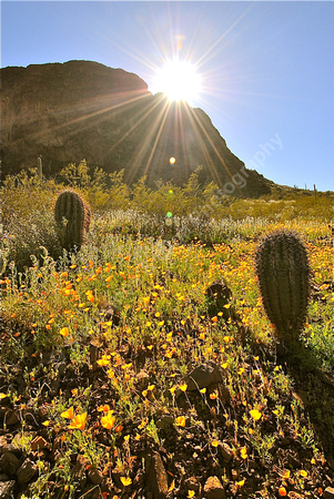 Wildflowers at Picacho Peak